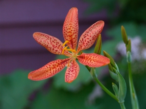 orange-flower-1393625